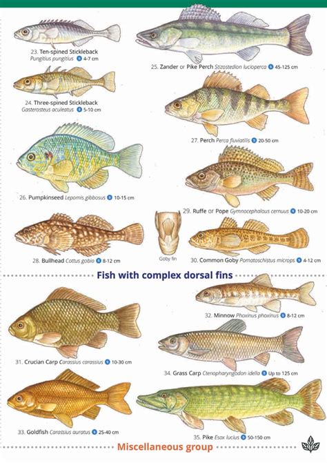 freshwater fish species